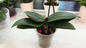 Как поливать орхидею в посадке от садовника? #orchids Прем