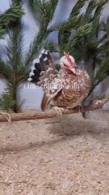 Малазийская серама 🤍🕊 Качели для кур. Обустройство ? смотреть онлайн