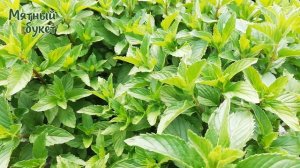 Персиковая мята