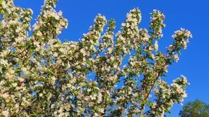 Цветущий май в городе.