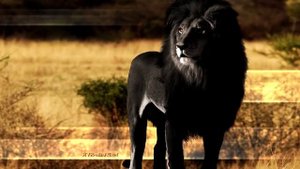 ЧЕРНЫЙ ЛЕВ ИНТЕРЕСНЫЕ ФАКТЫ