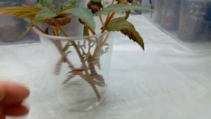 Черенкование Бегонии Беллеконии Хот Оранж