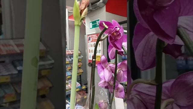 🧅Что делать с купленной луковицей Гиппеаструма