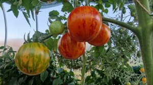 Томат "Амурские волны". Обзор. Отзыв.