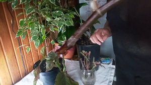 БЕГОНИЯ КОРАЛЛОВАЯ.ЧЕРЕНКОВАНИЕ.