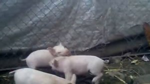 Поросята хулигана