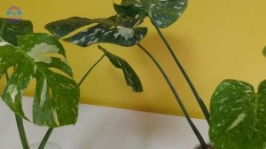 Семейство монстеры Тайское Созвездие 2024