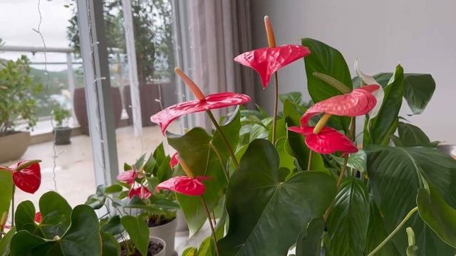 Антуриум Советы по Уходу