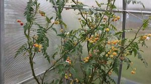 КОЛЮЧИЙ ПОМИДОР