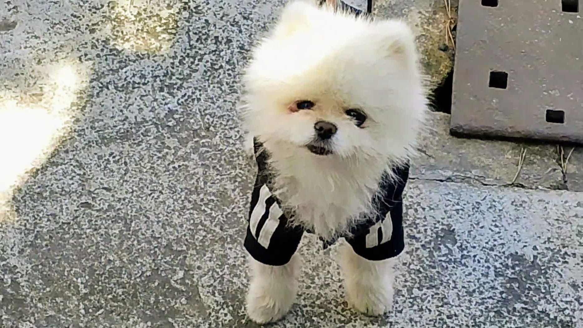 Видели поющих собак? А теперь, покажу, танцующих!😃🐕Голопопый, но душой, чистый!