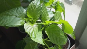 Как я выращиваю рассаду перца. Какие цветы убираю.