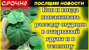 Как правильно посадить огурцы в 2025 году: секреты богатого урожая от опытного садовода