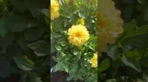 Мои вегетативные  , низкорослые патио - георгины .