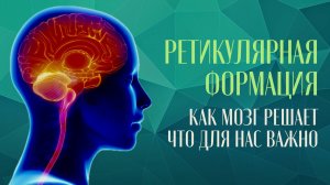 Ретикулярная формация. Как мозг решает, что для нас важно