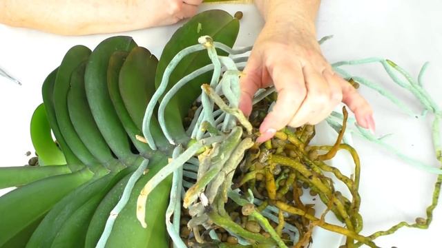 Сделайте старую орхидею снова молодой. Пересадка и ом? смотреть онлайн