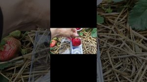 Чамора Туруси - японский сорт клубники. Сорт гигант. 01.0