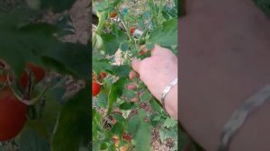 томат Интуиция F1, для длительного хранения