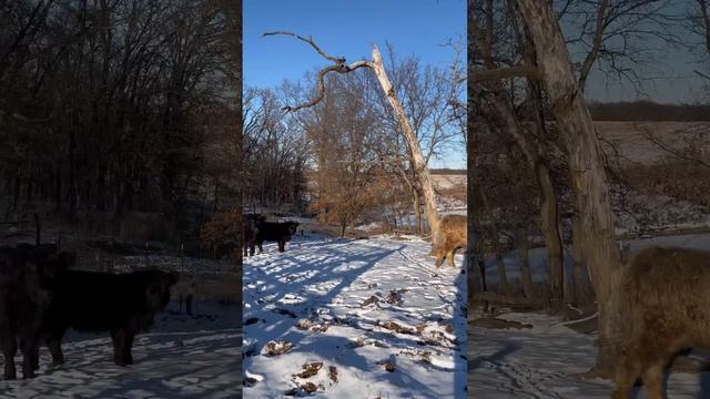 Травинки из-под снега выковыривать неудобно. Поэтому ? смотреть онлайн