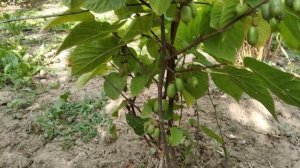 Актинідія коломикта сорт Доктор Шимановський