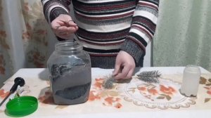 РАЗМНОЖЕНИЕ ГОЛУБОЙ ЕЛИ...самый простой но эффективны?