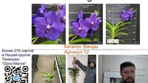 Орхидея Ванда Pachara Delight Blue