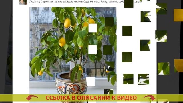 ⚪ Отросток лимона 🚫 Выращивание комнатного лимона и?