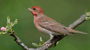 Пение Обыкновенной Чечевицы в Природе. Голос Обыкновенной Чечевицы
