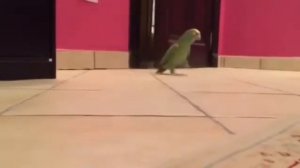 ЛУЧШИЕ ПРИКОЛЫ, попугай смеется диким смехом, полный ржач