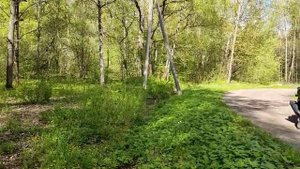 пошло все, сяду на коня...