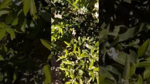 Павловния как медонос.Как цветёт павловния в Испании.?