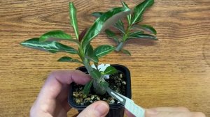 Обрезка  АДЕНИУМА в 2 месяца🌸