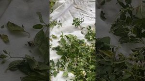 Орегано в саду! Как заготовить!?