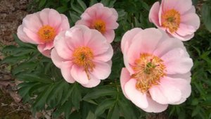 Soft Salmon Saucer- Софт Салмон Сосер - Cousins-Klehm, 1981, США