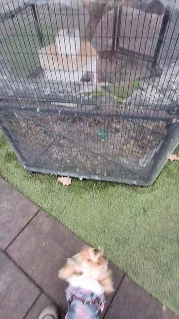 2025.01.22 Ірпінь #yorkshire 🐾🐾 Мальва🌺 і папужки🦜🦜🦜 смотреть онлайн