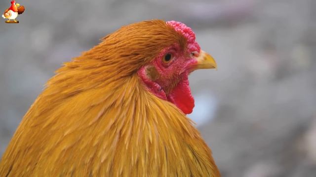 Любовь птицевода к Курочкам 🐥🐔🥚 Нежное видео 🐓 Версия (49)