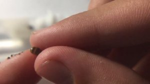 Lasius flavus #1 поднятие колонии Античайник