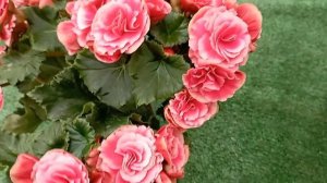 Самая красивая бегония элатиор!!! Размножаю! ❤