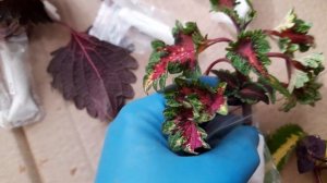 Посылка со срезами колеусов, обзор, сорта.