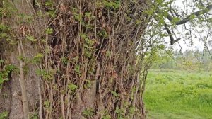 Дагестан. 29.04.25. Самурский лес.