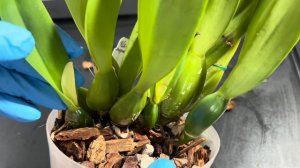 Снова плохие новости . Cattleya percivaliana “summit”.. почему плох