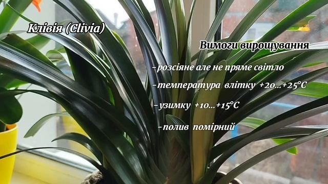 Клівія – вічнозелена багаторічна кімнатна рослина#cliv