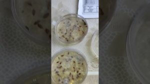 #гидрогель для проращивания семян. Часть 2, спустя 4 дня