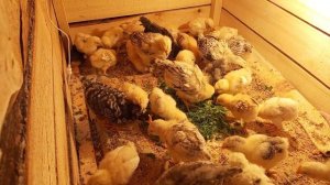 Зеленый ужин в детском саду