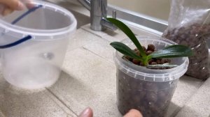 ПРИЕХАЛИ НОВЫЕ ОРХИДЕИ 🌸🦋🌸 ГИДРОПОНИКА ДЛЯ ОРХИДЕ?