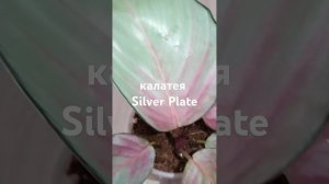калатея Silver Plate