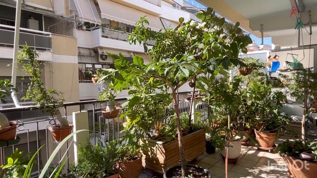 Amorphophallus konjac и atroveridis в Октябре -Аморфофаллусы