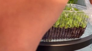 Любовь с первого взгляда- георгина «Эвелин»/ Черенков?