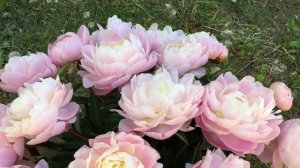 Пион Mrs. Franklin D. Roosevelt. Заказ корней в группе ВКонтакте «?