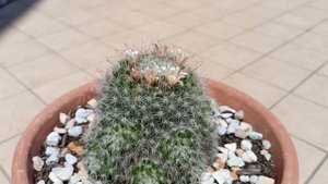 Кактус Маммиллярия Бокасана. Cactus Mammillaria Bocasana.