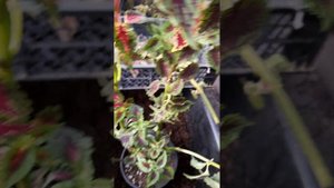 Колеус номер 462 Валентин Фреди